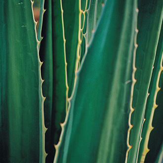 Landscape Installation Construction