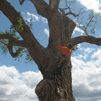 Lawn Care Grounds Maintenance