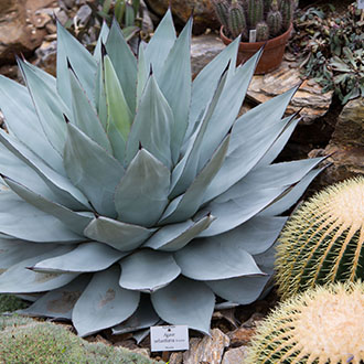 Public Works Landscaping