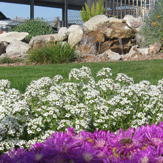 Commercial Landscaping Tucson