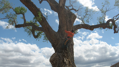 Landscaping project Tucson
