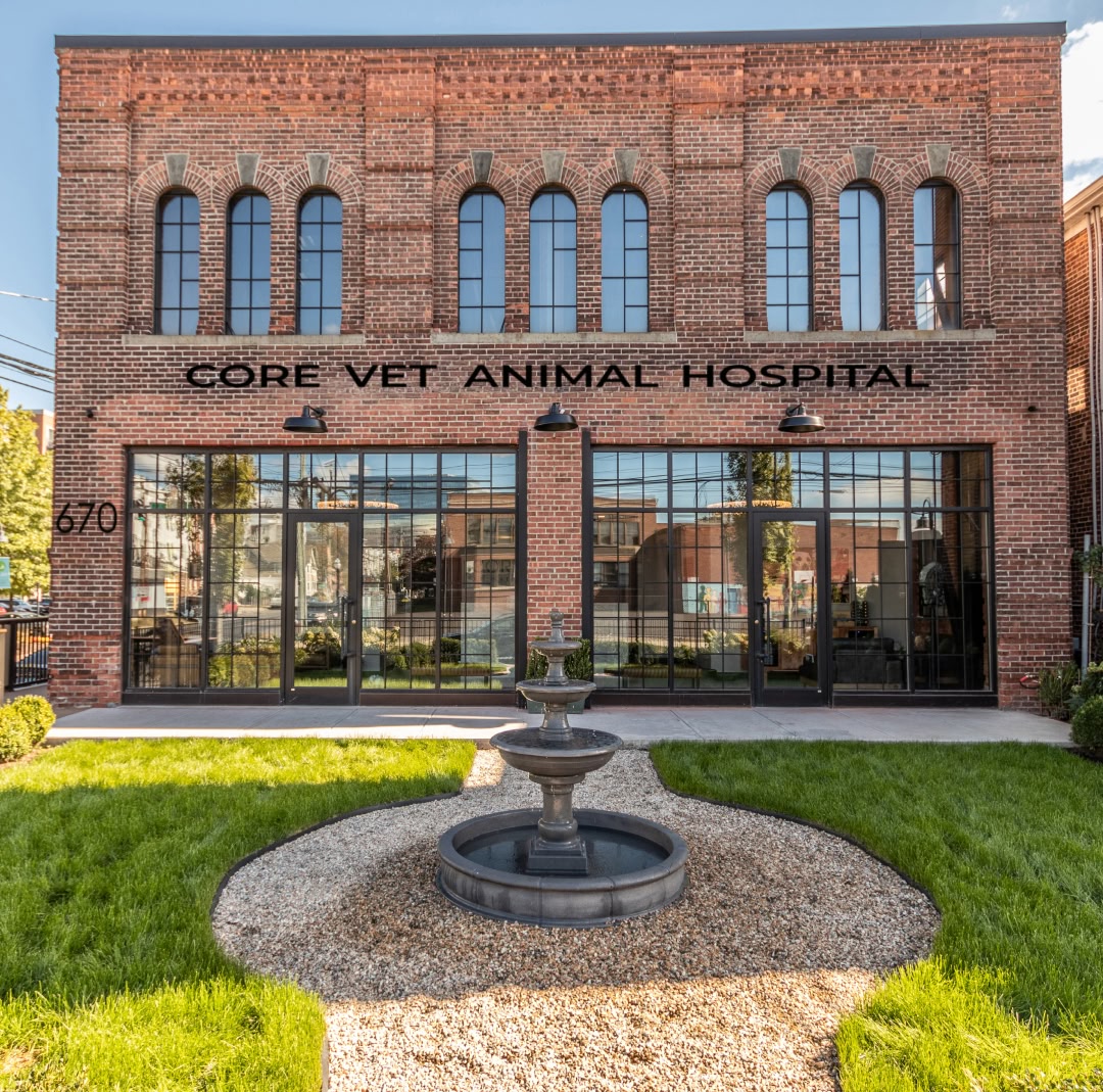 Dog receiving veterinary care at Core Vet Animal Hospital Stamford CT