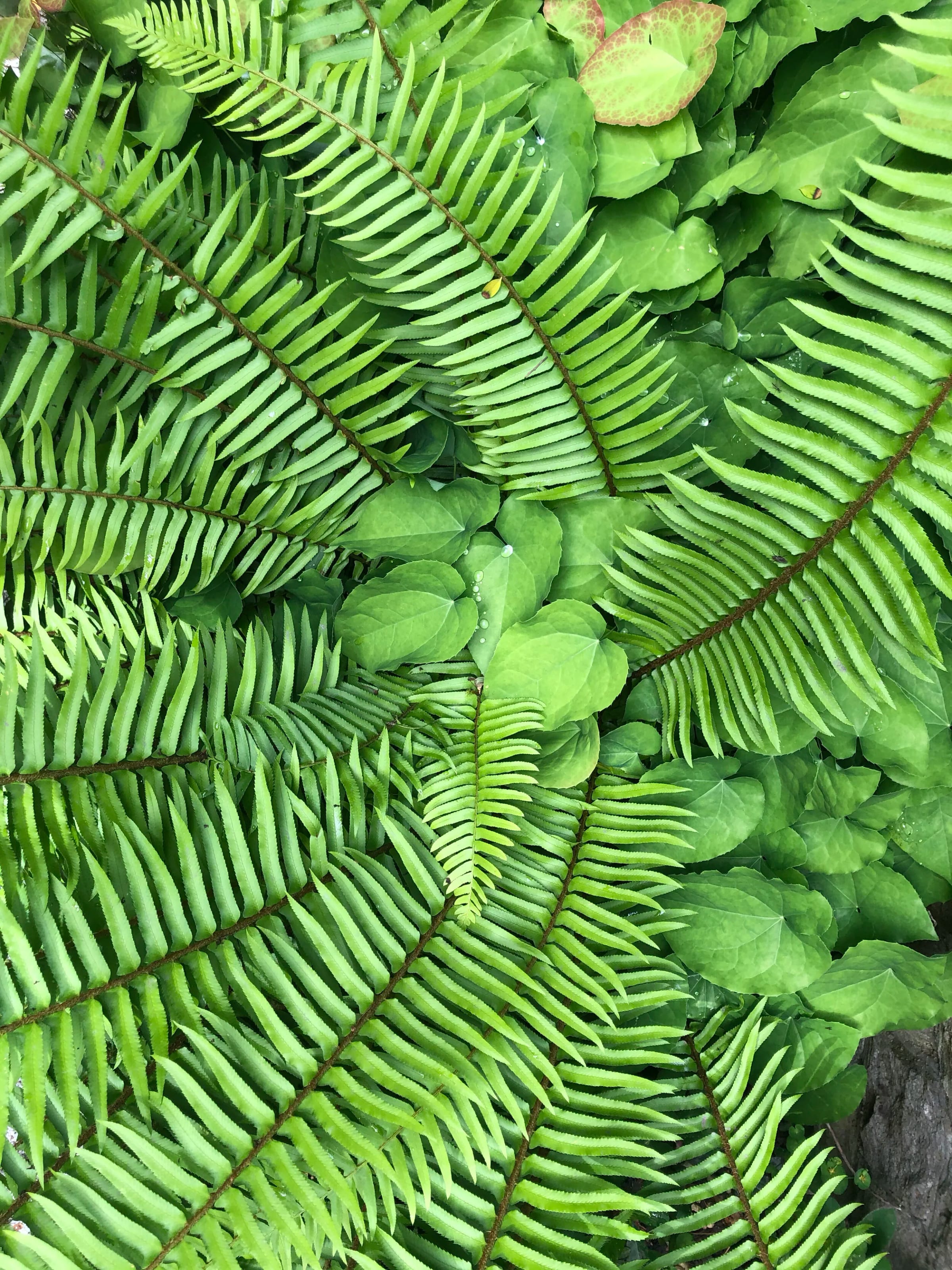 Cowan Miller & Lederman attorneys