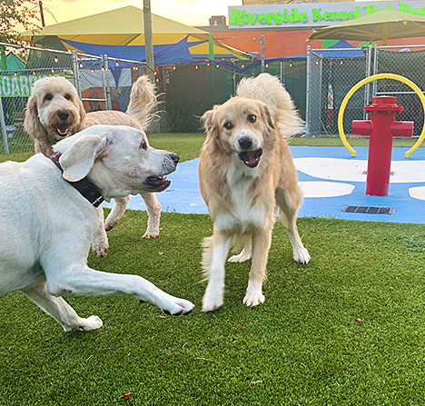 Happy dogs at Riverside Kennel