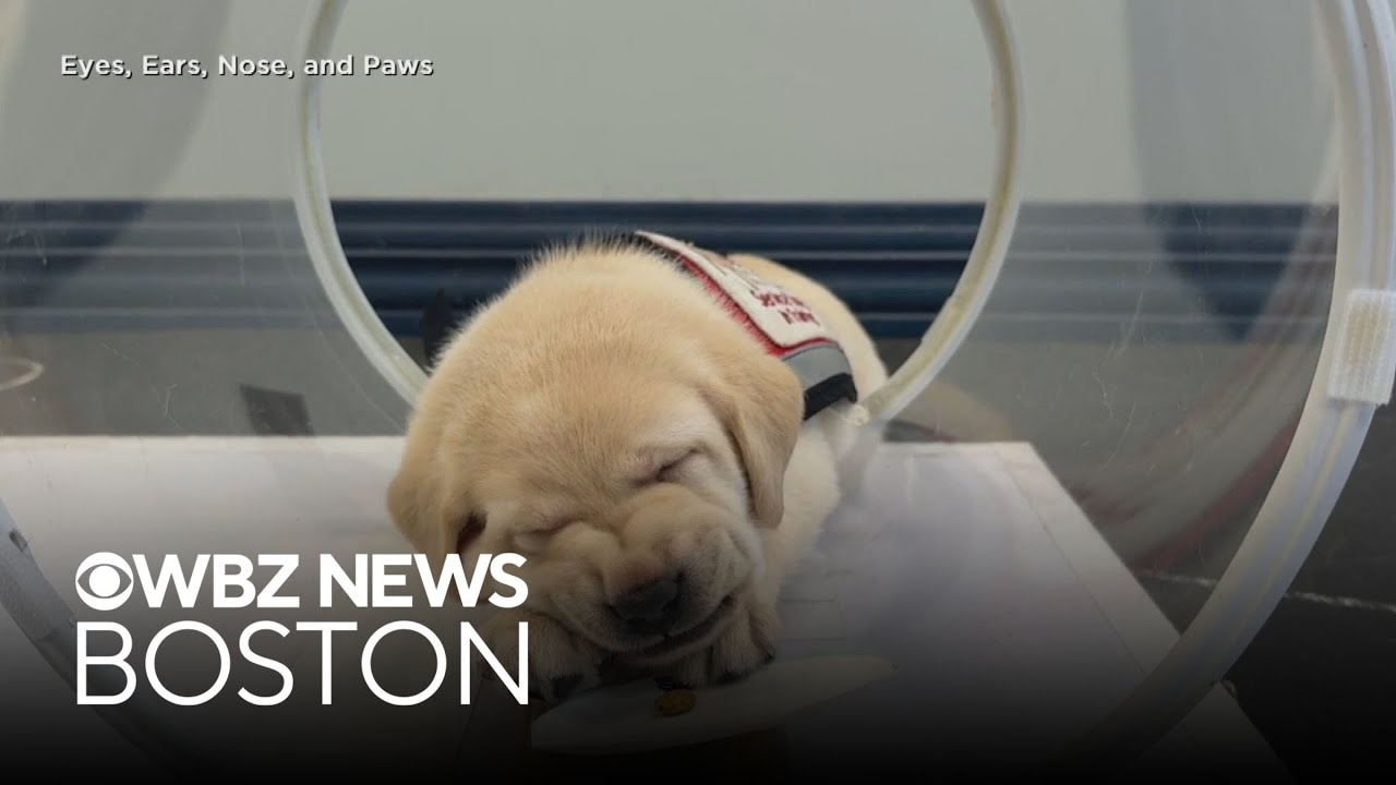 Dogs playing freely at Dog Dude Ranch Miami natural grass parks