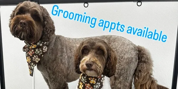 Dog grooming before and after