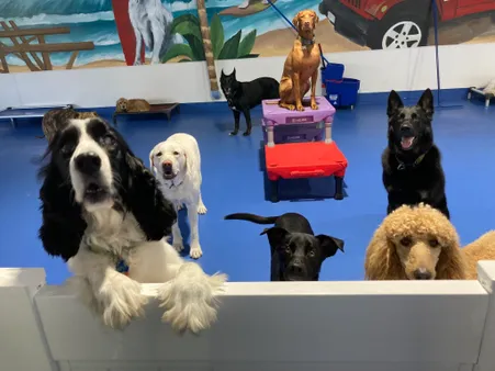 Dogs at daycare