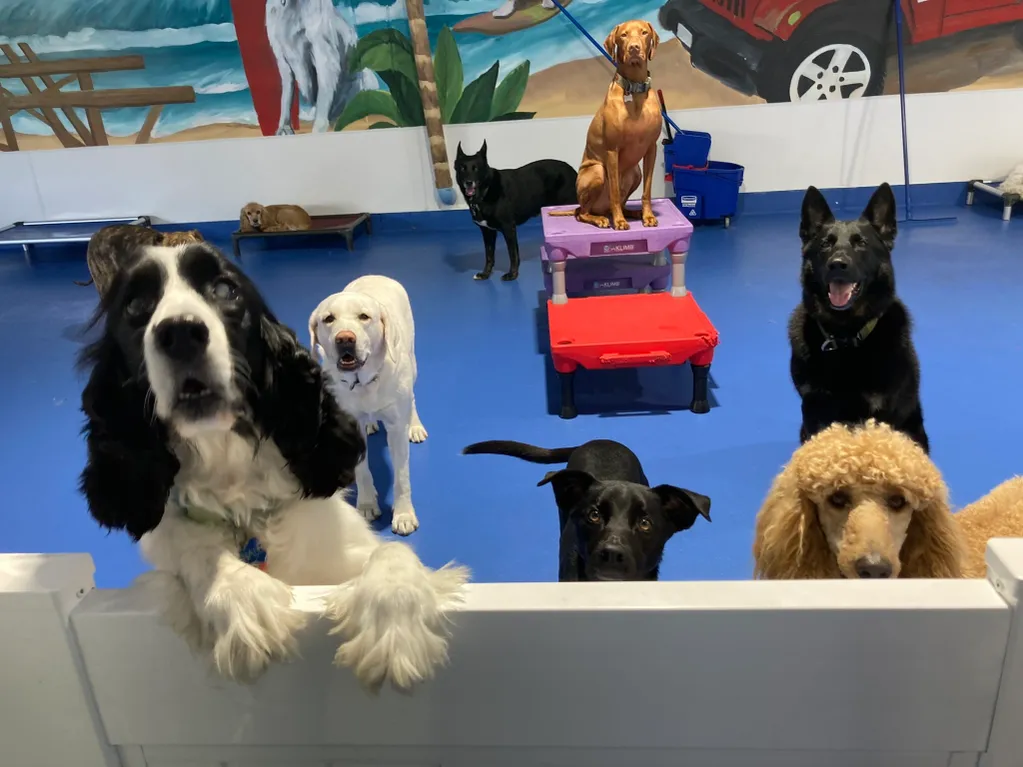 Dog daycare play area