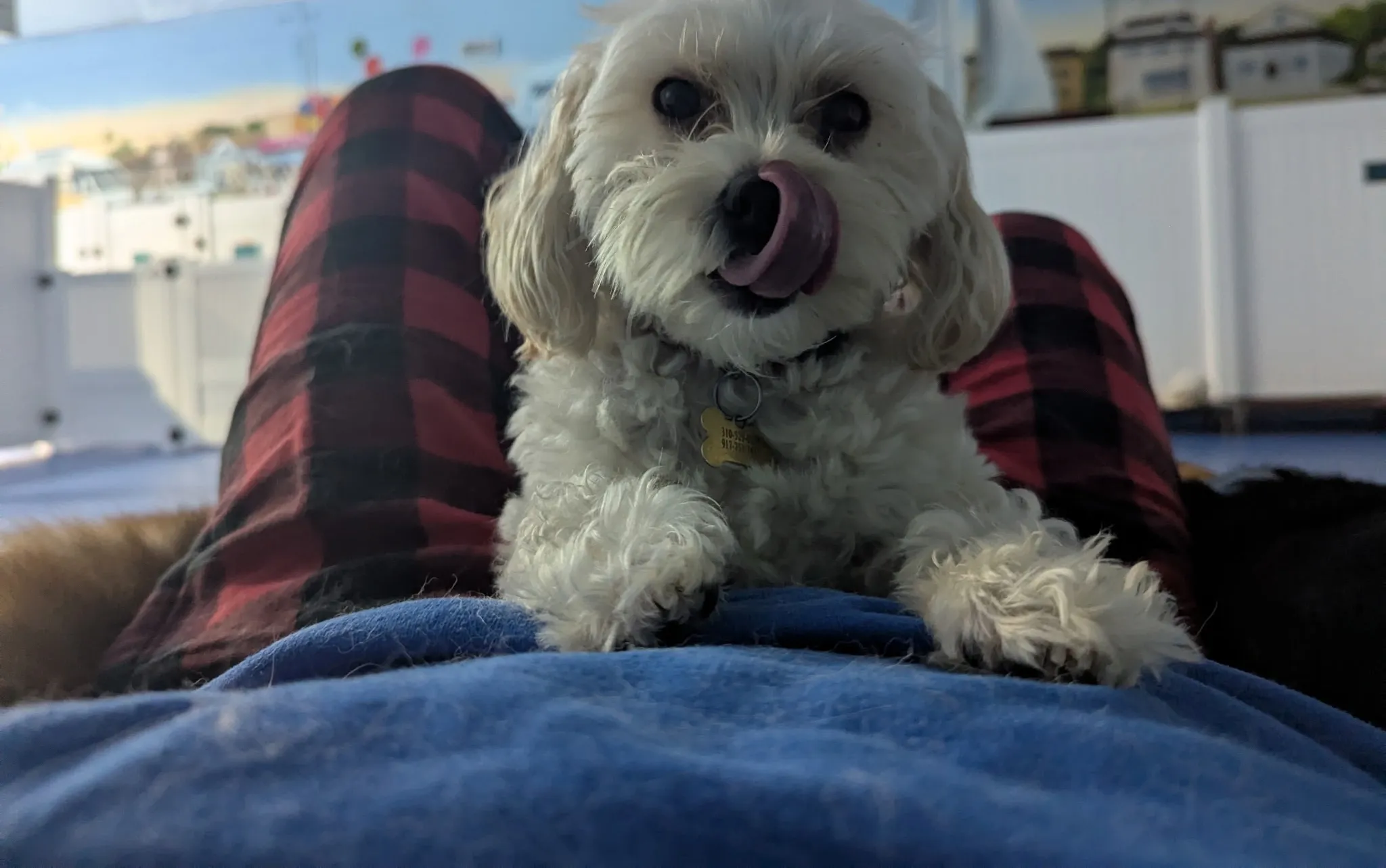 Dogs playing at Doggie Daycare