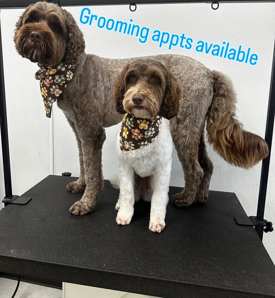 Happy dogs in daycare
