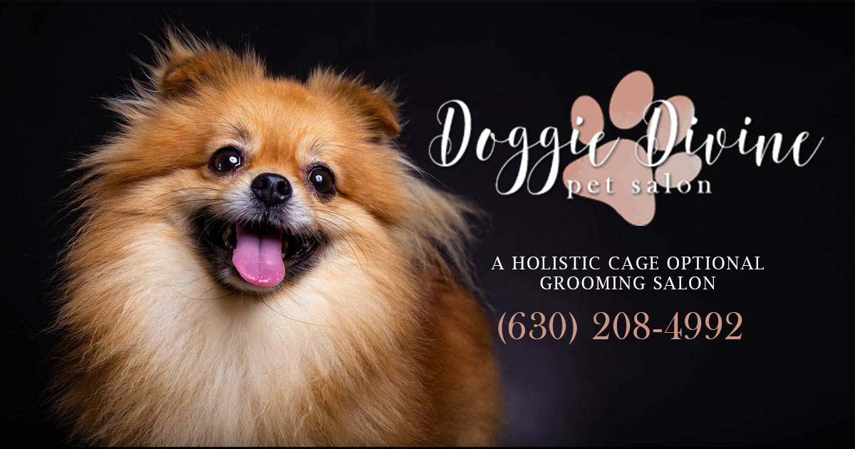 Beautiful professionally groomed dog at Doggie Divine Pet Salon