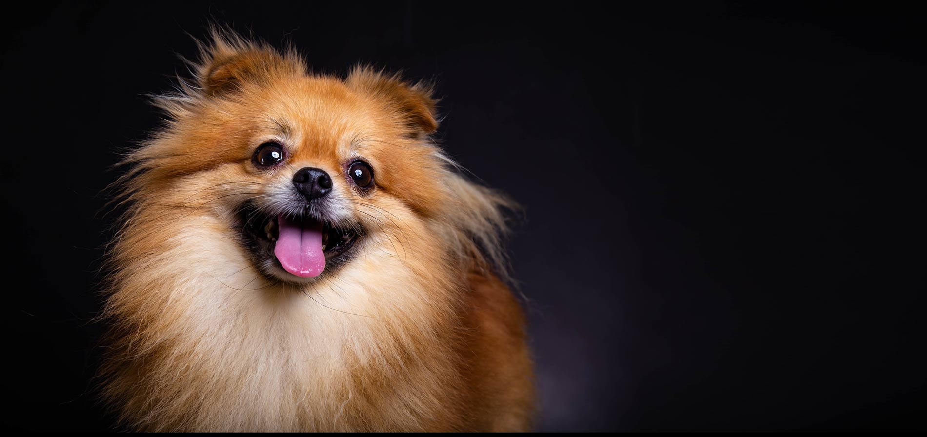 Puppy intro grooming session