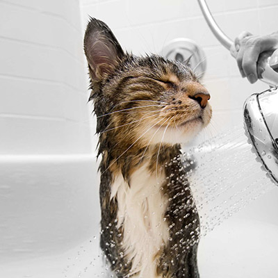 Cat grooming services