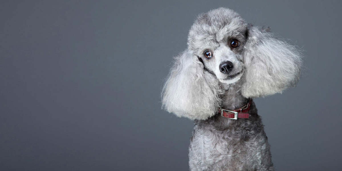 Full service groom poodle