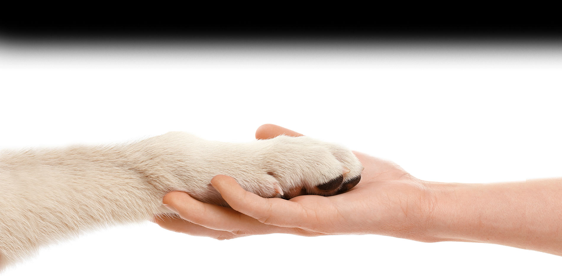 Doggie Divine salon - caring and holistic grooming environment