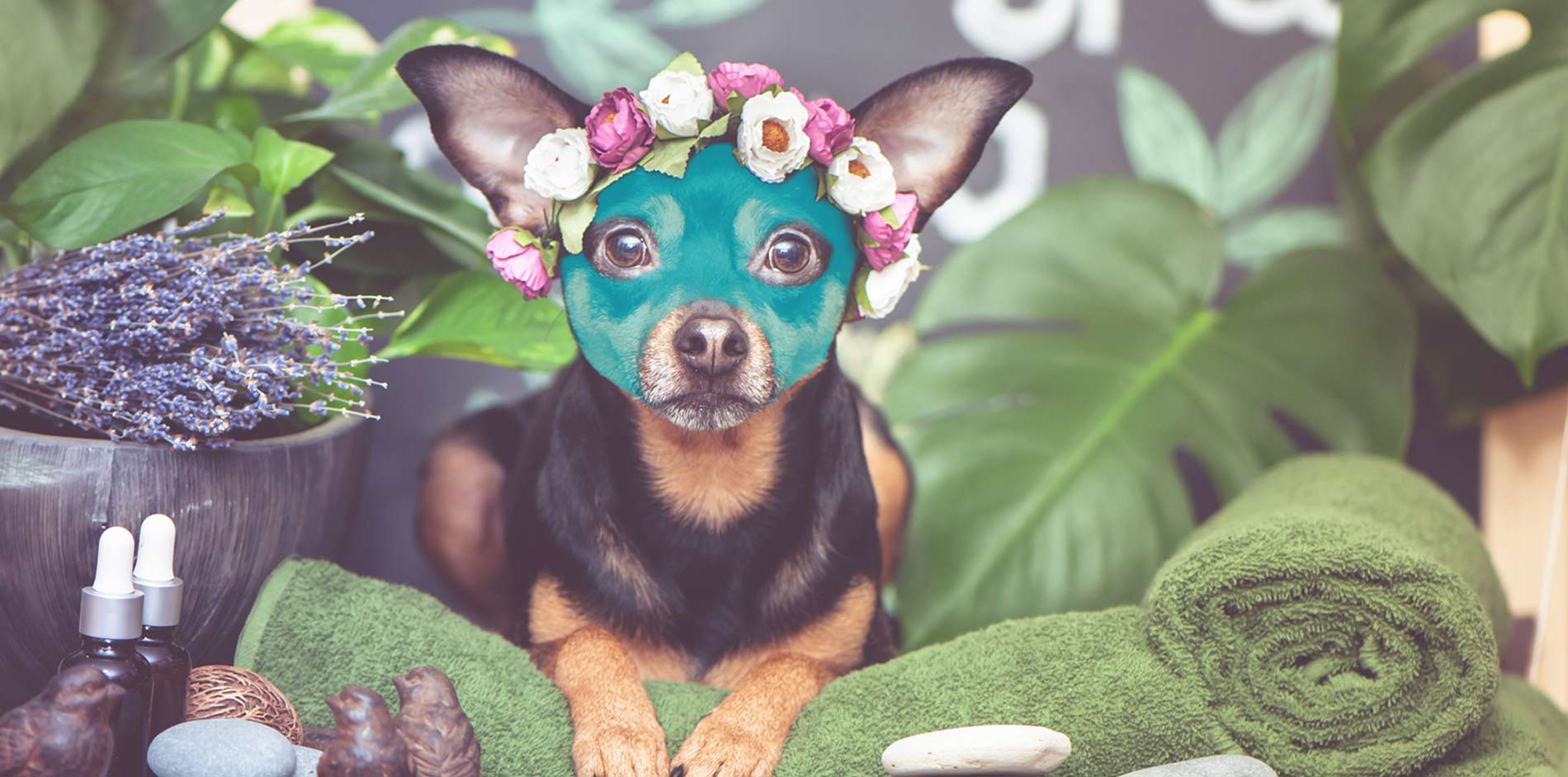 Blueberry facial grooming service