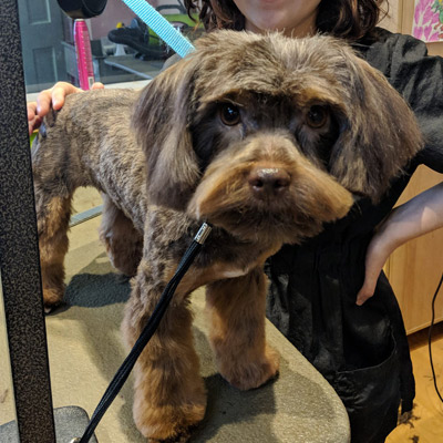 Bath and brush grooming service