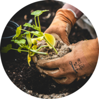 Planting and landscape design Tucson