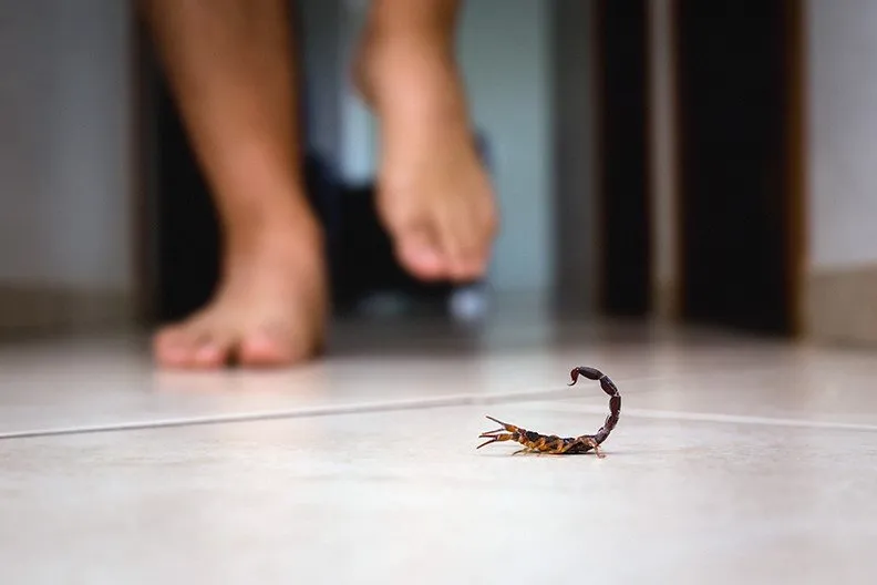 Scorpion pest