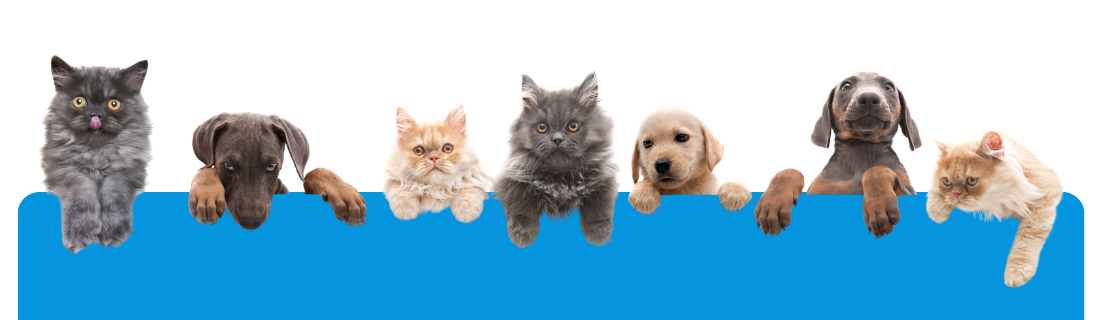 Happy pets at Fort Lauderdale Veterinary Center