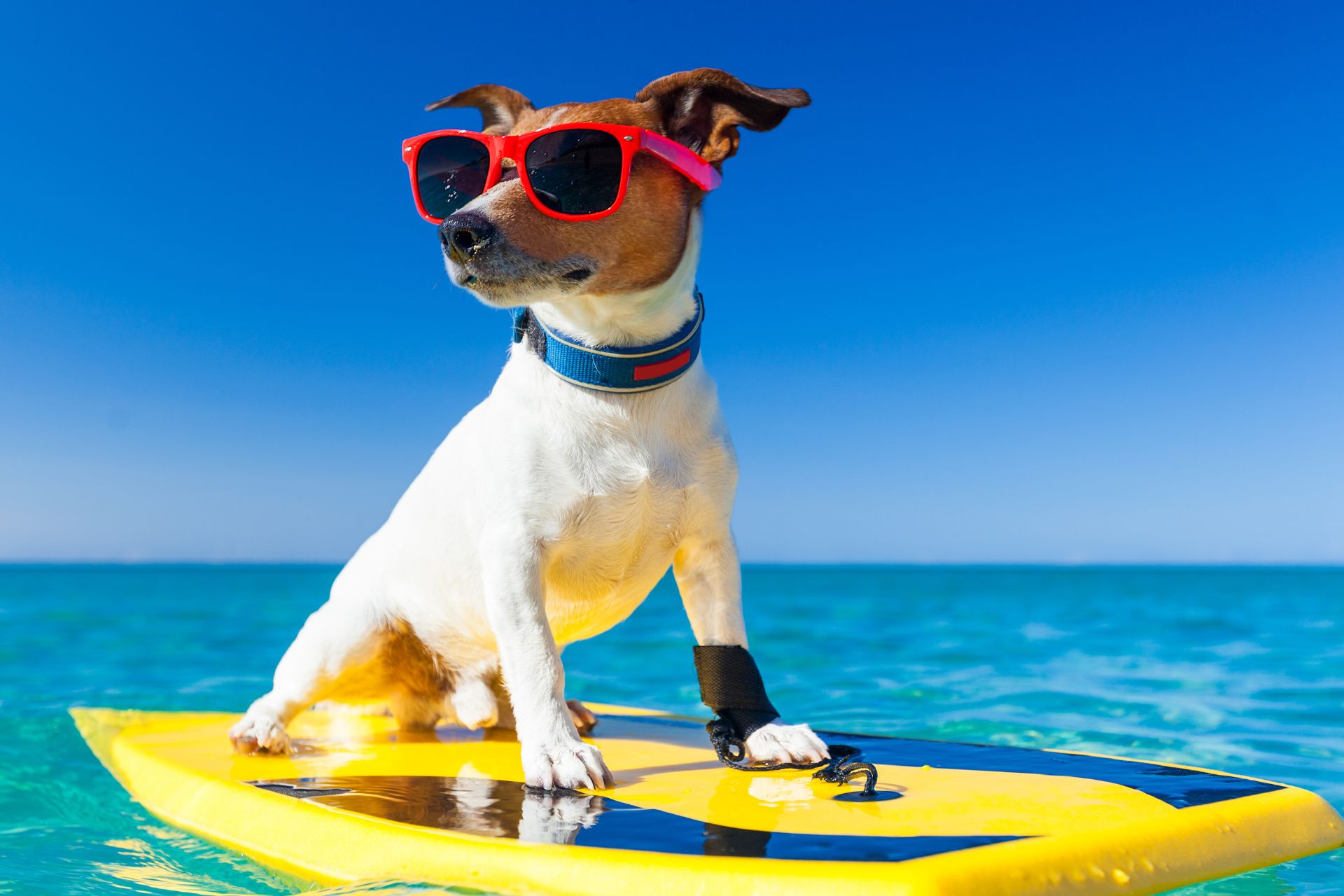 Fort Lauderdale Veterinary Center clinic