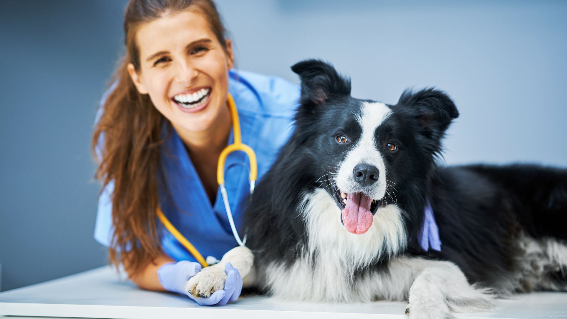 Veterinary care team