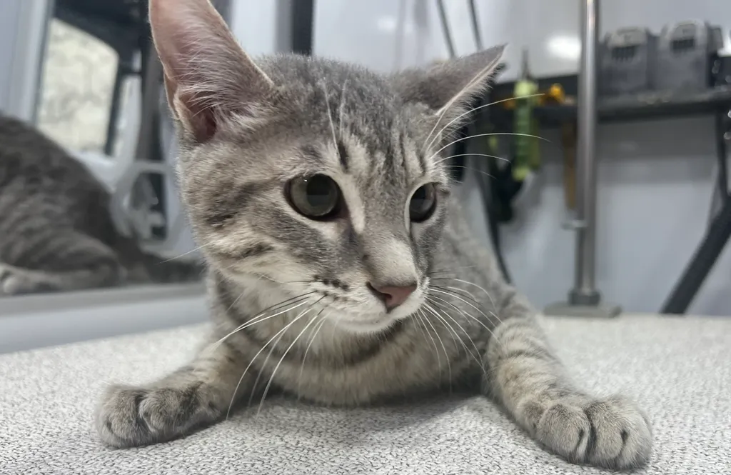 Groomed pet at Fur Pets