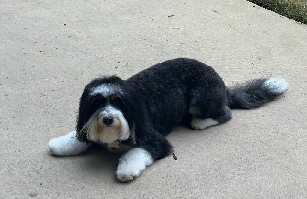 Cat grooming service