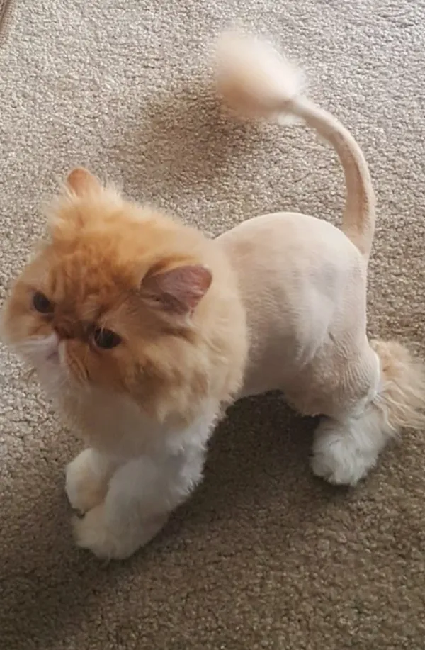 Pet grooming session