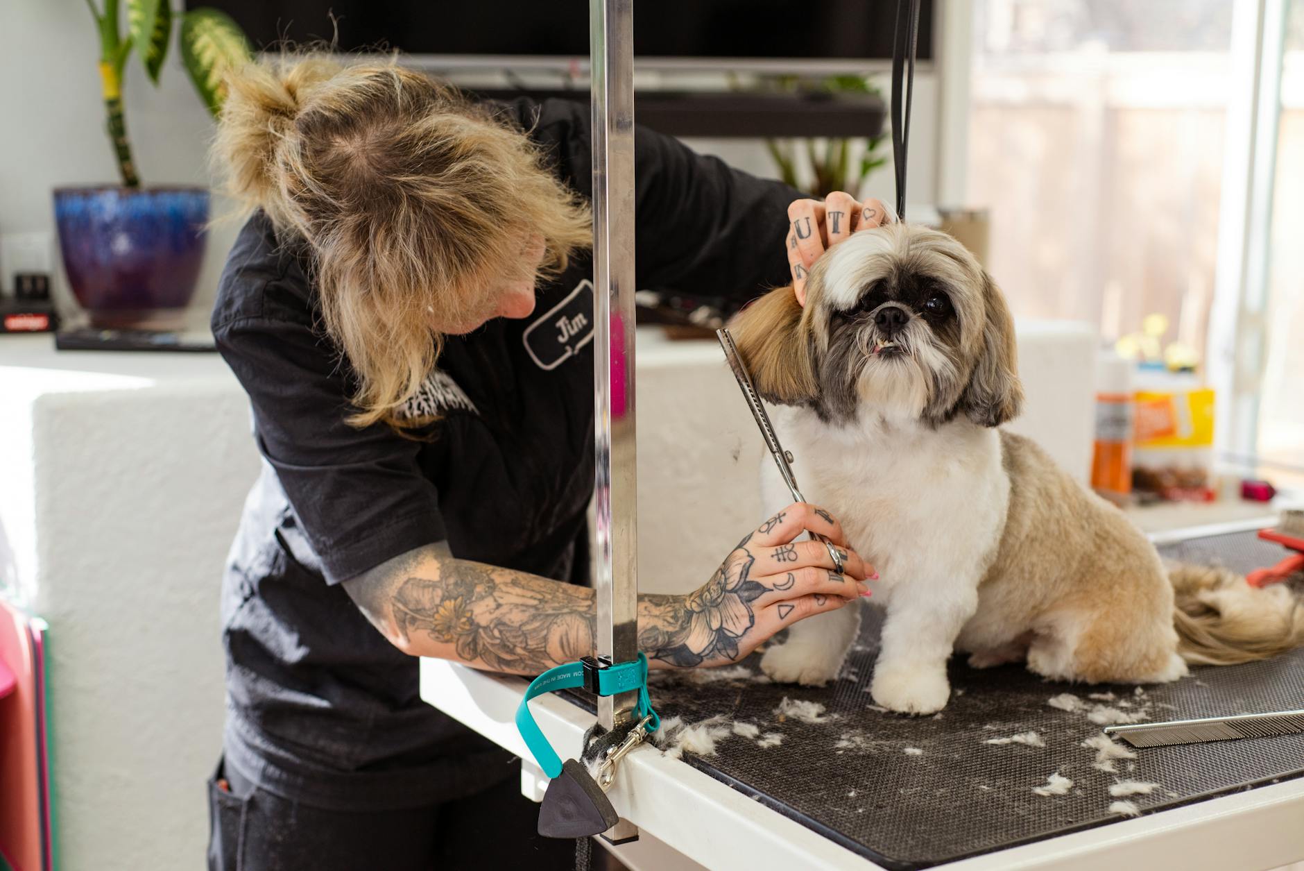 Expert groomer styling a Shih Tzu at Furvana Pet Salon