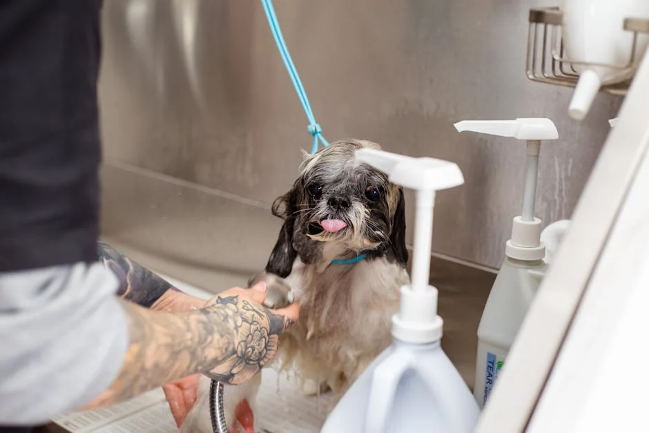 Full grooming service at Furvana Pet Salon
