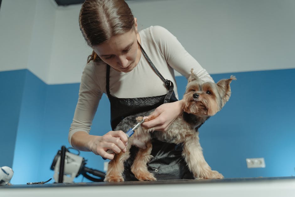 Groomer trimming terrier