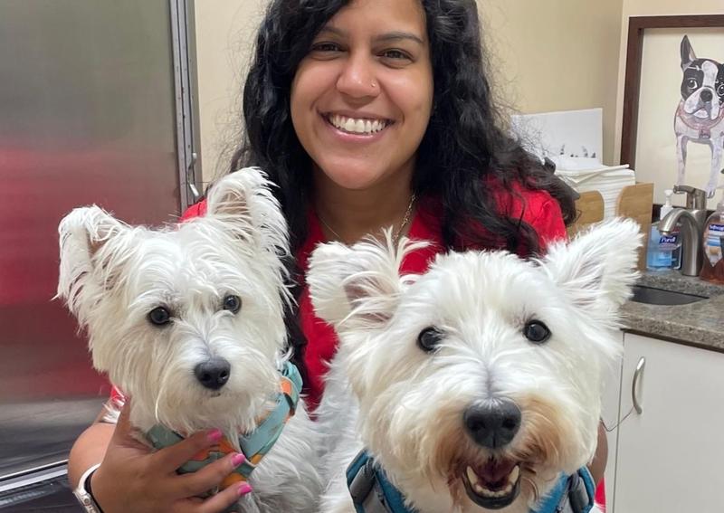 Cat care at High Ridge Animal Hospital