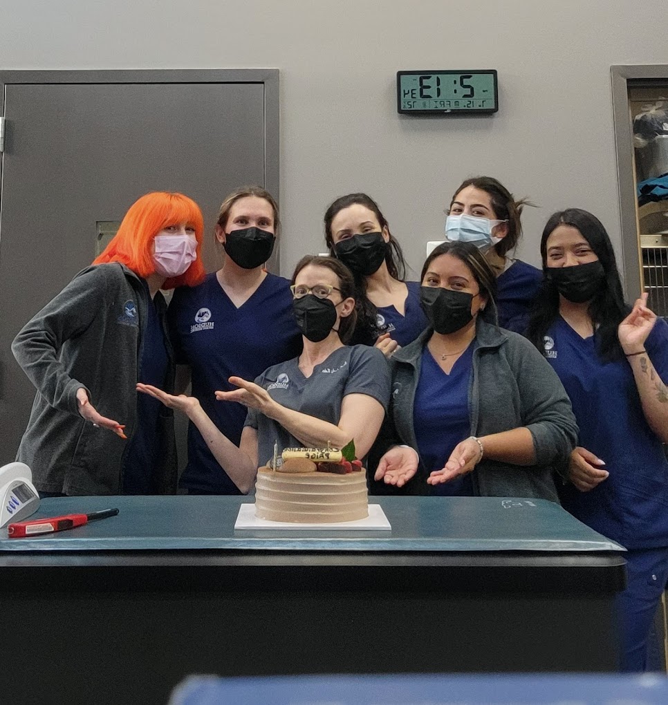 Wellness exam at Hudson Animal Hospital