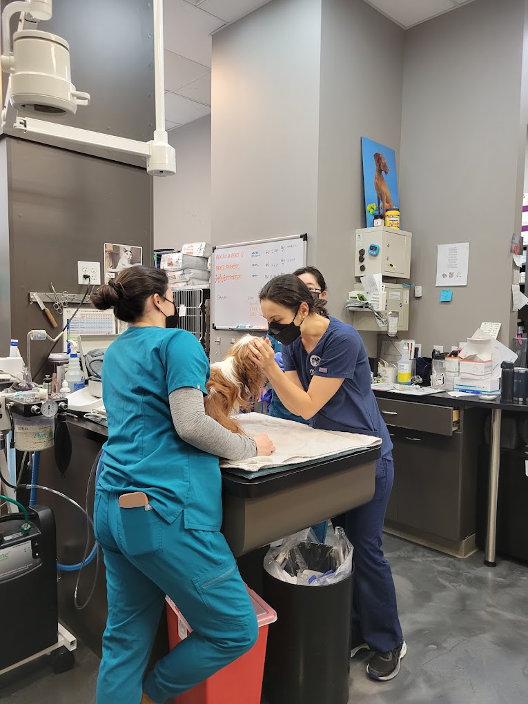 Veterinary services at Hudson Animal Hospital