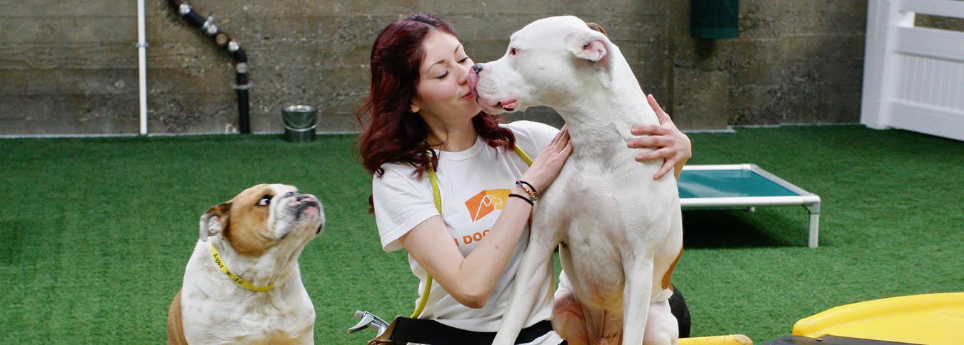 Daycare at the Indoor Dog Park