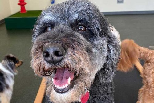 Enhanced Daycare for dogs