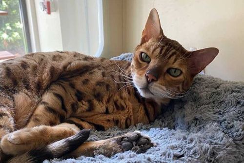 Cat Stay & Play program