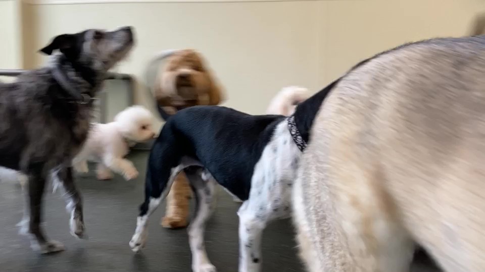 Happy pets at Lucky & Lady