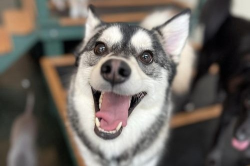 Beyond Boarding at Lucky & Lady