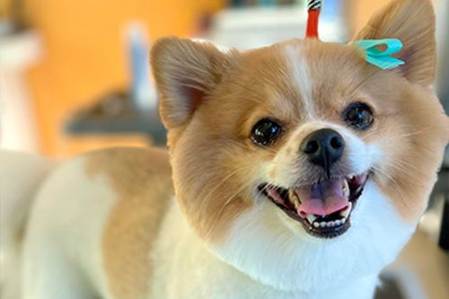 Grooming Spa at Lucky & Lady