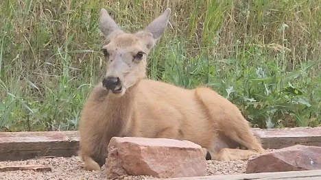 Massage Mountain Boulder nature