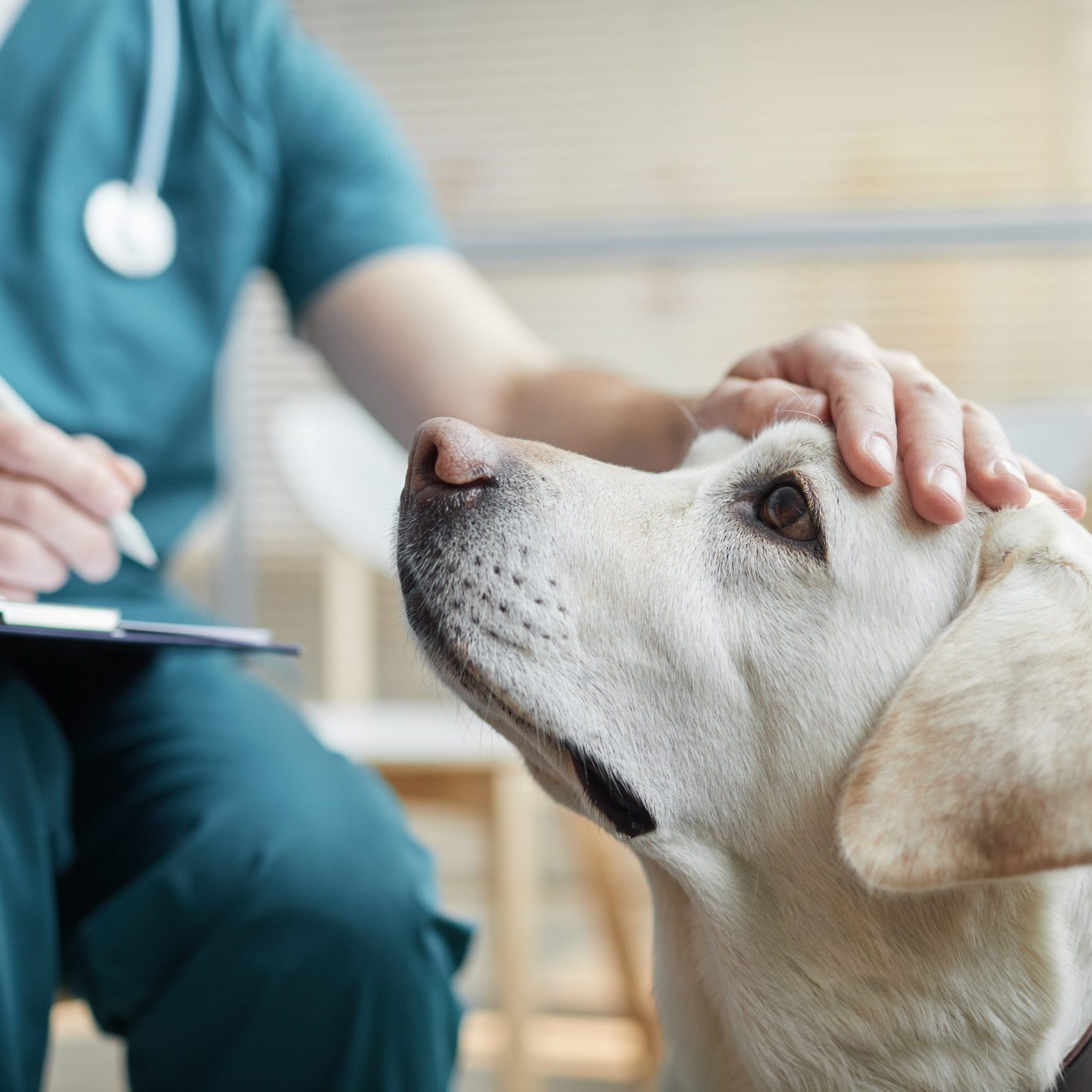 Labrador at vet clinic with veterinarian