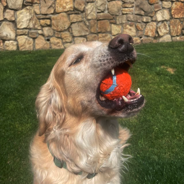 Healthy dog at Metro Paws Animal Hospital
