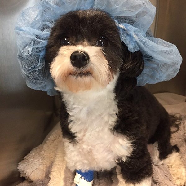 Lucy — a happy Metro Paws patient