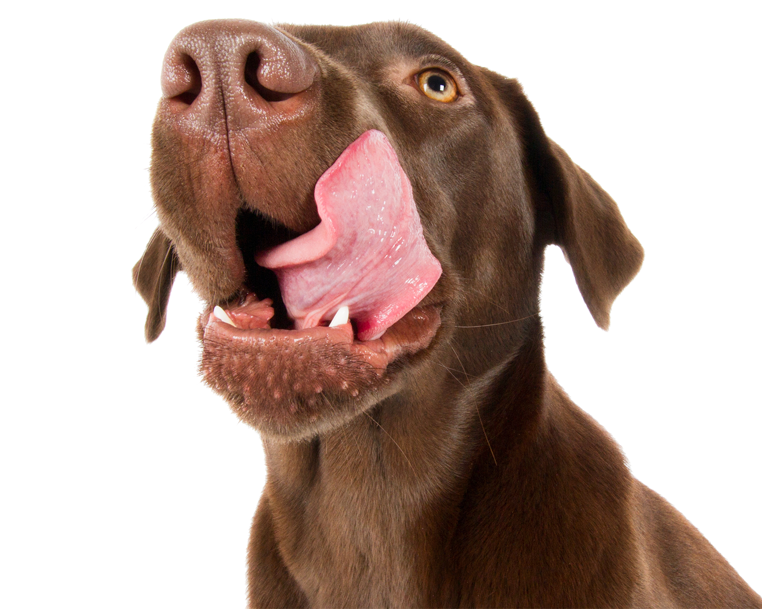 Happy dog at Metro Paws Animal Hospital