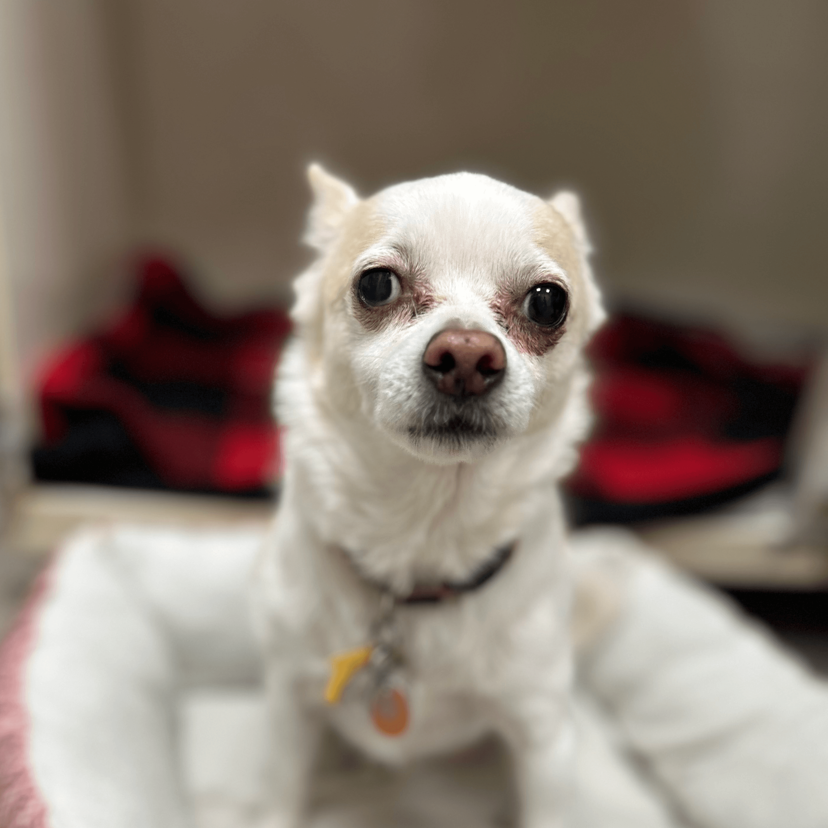 Dog resting comfortably at Metro Paws Animal Hospital