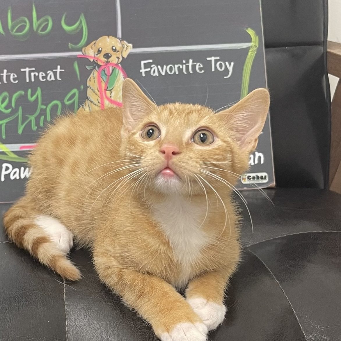 Pet receiving therapeutic laser treatment