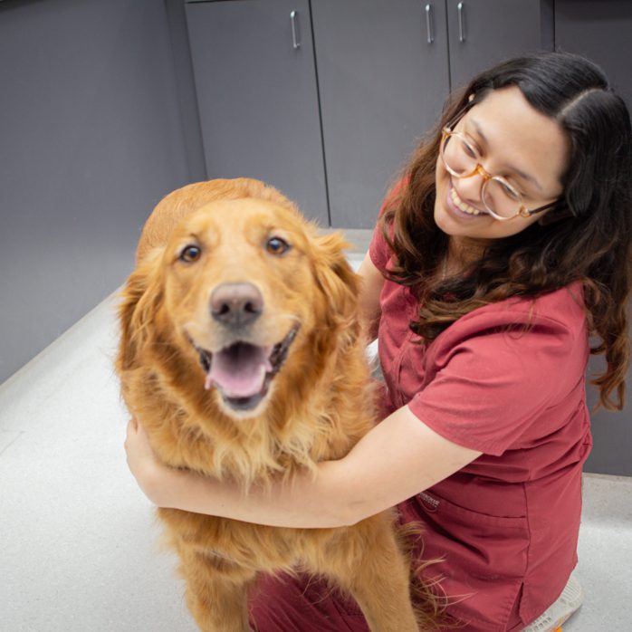 Veterinary technician preparing a pet for surgery