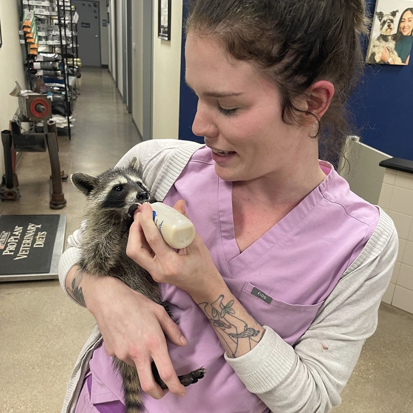 Exotic pet receiving specialized veterinary care